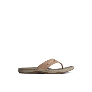 Beige Sperry Baitfish Leather Flip Flop Sandals | ETULI-5497